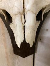 Antique style Antique moose skull