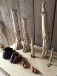 style Biology class instrument with bones